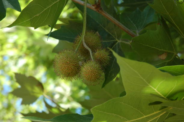Simhar Tree Flowering Trees-Mother Trees-Tree Cities – FRIENDS4TREES4LIFE