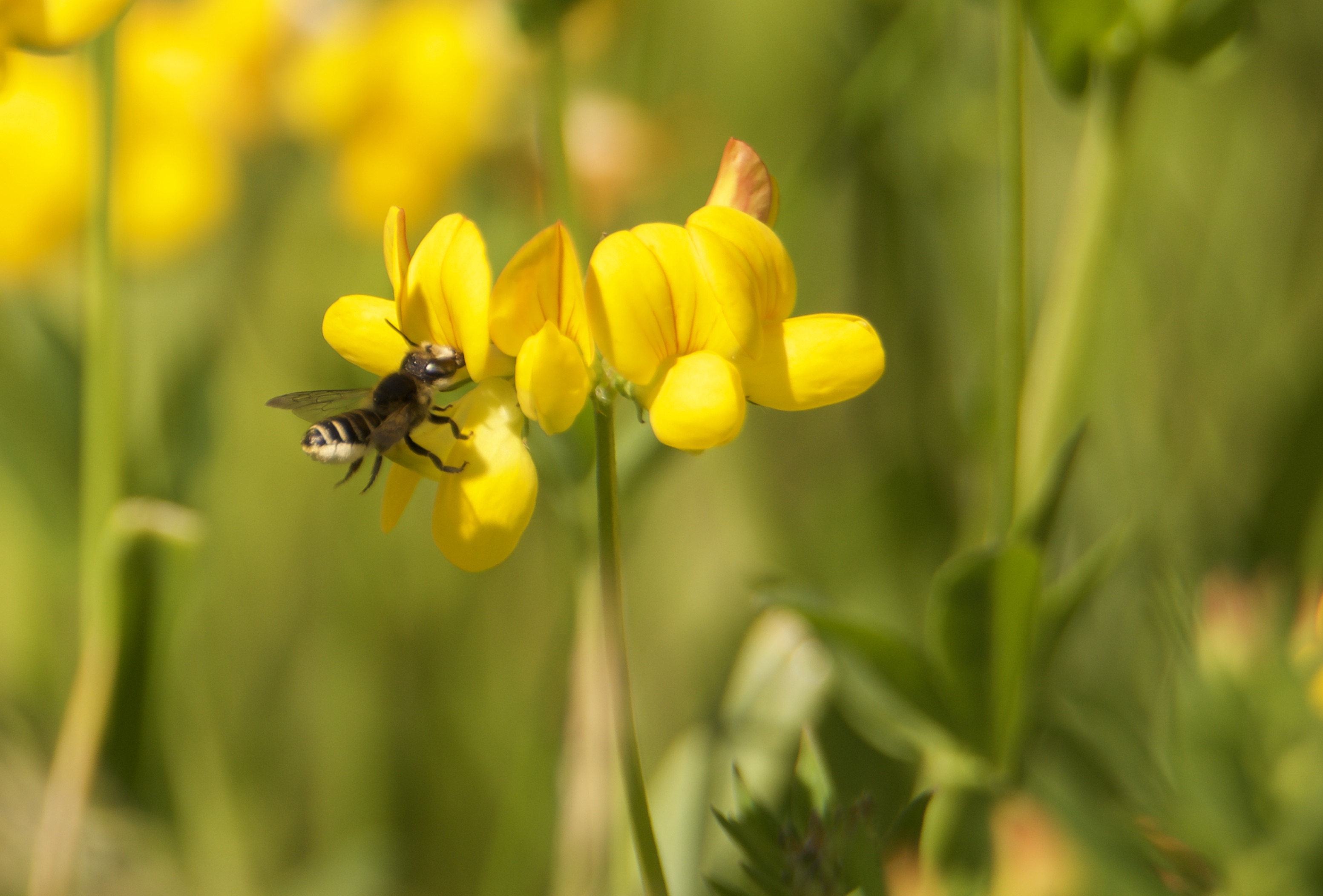 Protecting Bees, National Tree Day and Fall Colours – FRIENDS4TREES4LIFE